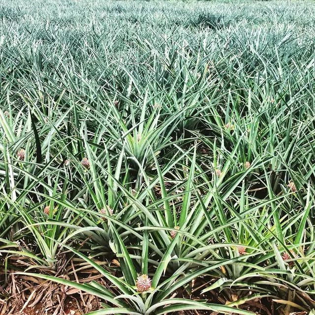 Cómo Incorporar Hábitos Saludables en Tu Vida Diaria